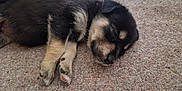 Abby a rejoint le concours — aidez-le/la à gagner de superbes lots ! adorable, animal, black, canine, carpet, closeup, cozy, cute, fur, indoor, paw, peaceful, pet, puppy, relaxing, resting, sleeping, small, tan, young