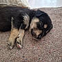 adorable, animal, black, canine, carpet, closeup, cozy, cute, fur, indoor, paw, peaceful, pet, puppy, relaxing, resting, sleeping, small, tan, young