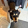 dog, heterochromia, kitchen, tile_floor, black_coat, brown_coat, white_paws, looking_up, curious, domestic_animal, pet, indoors, coat_rack, shoes, floor_mat, tile_lines, light_shadow, household, companion, waiting