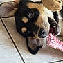animal, black_and_tan, chew_toy, closeup, cute, dog, ears, floor, fur, indoors, lying_down, mouth, pet, pink_toy, playful, puppy, teeth, tile, whiskers, young_dog