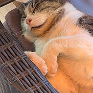 Pattes A Pouf participe au concours pour gagner de l'argent avec cette photo : animal, cat, chair, closed_eyes, closeup, cozy, fur, indoor, paws, peaceful, pet, pink_nose, relaxed, sleeping, sleepy, sunlight, tabby_cat, whiskers, white_cat, wicker_chair
