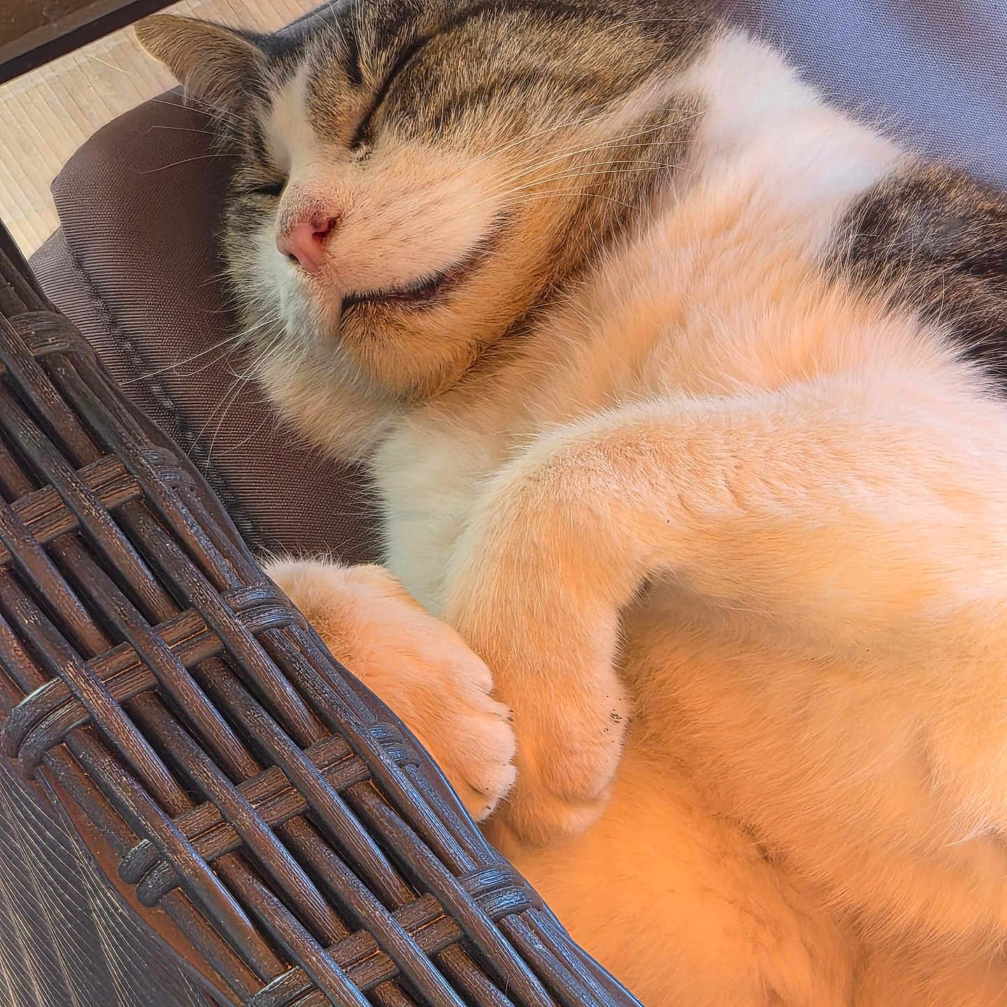 Pattes A Pouf participe au concours pour gagner de l'argent avec cette photo : animal, cat, chair, closed_eyes, closeup, cozy, fur, indoor, paws, peaceful, pet, pink_nose, relaxed, sleeping, sleepy, sunlight, tabby_cat, whiskers, white_cat, wicker_chair