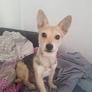 Holly participe au concours pour gagner de l'argent avec cette photo : carnivoran, chihuahua, corgi_chihuahua, dog, dog_breed, dog_breed_group, dog_like_mammal, rare_breed_dog