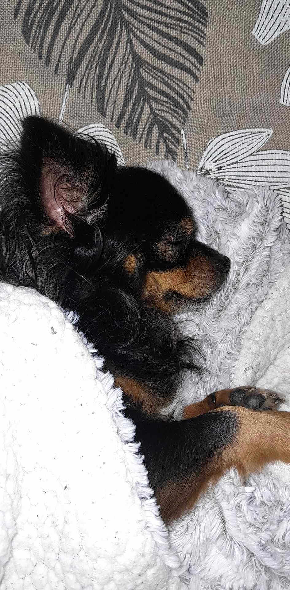 Pepito participe au concours pour gagner de l'argent avec cette photo : animal, bed, bedroom, blanket, canine, cockerspaniel, couch, dog, furniture, homedecor, hound, indoors, papillon, person, pet, puppy, quilt, room, sleeping, terrier