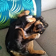 Pepito a rejoint le concours — aidez-le/la à gagner de superbes lots ! animal, architecture, ball, building, canine, couch, cushion, dog, furniture, homedecor, hound, indoors, person, pet, pillow, puppy, sleeping, sport, tennis, tennisball