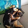 animal, architecture, ball, building, canine, couch, cushion, dog, furniture, homedecor, hound, indoors, person, pet, pillow, puppy, sleeping, sport, tennis, tennisball