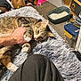 cat, tabby_cat, paw, human_hand, fluffy_blanket, bed, litter_box, carpet, boots, clothing, storage_box, indoor, cozy, pet_bow, pet_collar, playing, sleepy, fur, home, messy_room