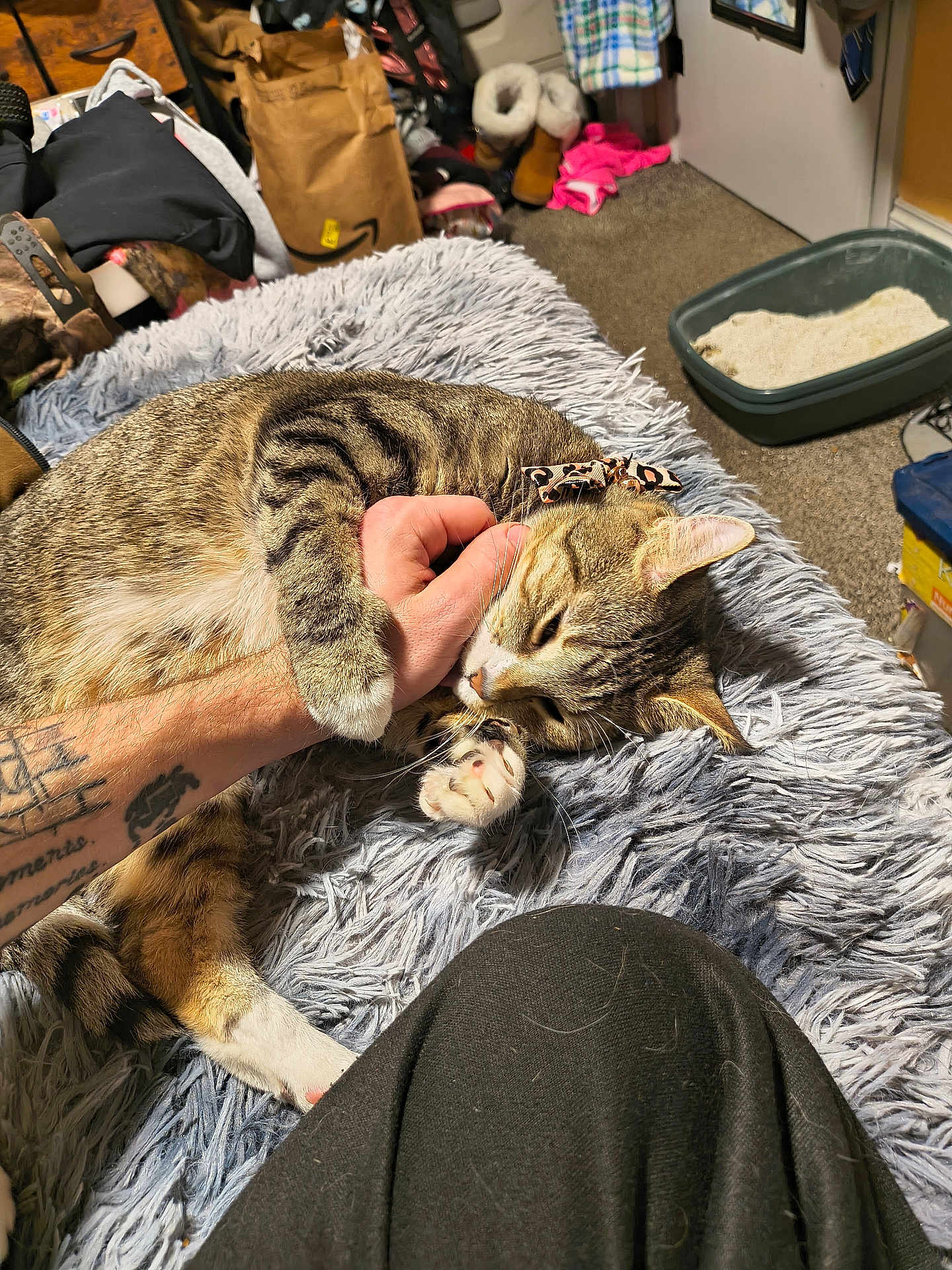 Hazel joined the competition — help win amazing prizes! cat, tabby_cat, pet, indoor, cozy, blanket, fluffy_blanket, human_hand, tattoo, paw, litter_box, carpet, bow, playing, resting, nails, clothing, bedroom, soft_texture, animal_companion