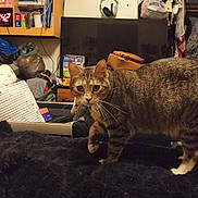 Hazel is registered to the contest to win money with this photo: alarm_clock, bed, black_blanket, blanket, cat, closet, collar, hanging_clothes, headphones, mug, pet, shelf, shopping_bag, storage_box, stuffed_toy, tabby_cat, television, welcome_sign, whiskers, winnie_the_pooh