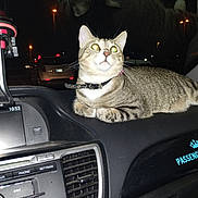 Hazel is registered to the contest to win money with this photo: cat, tabby_cat, car_dashboard, dashboard, car_interior, night_time, reflection, headlights, cat_collar, whiskers, paw, sitting, portrait, pet, vehicle, windshield, city_lights, flash, center_console, air_vent