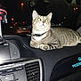 cat, tabby_cat, car_dashboard, dashboard, car_interior, night_time, reflection, headlights, cat_collar, whiskers, paw, sitting, portrait, pet, vehicle, windshield, city_lights, flash, center_console, air_vent