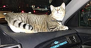 Hazel is registered to the contest to win money with this photo: air_vent, car_interior, cat, collar, dashboard, flash, glass, glowing_eyes, night, parking_lot, passenger_princess, rear_lights, reflection, seat, sticker, tabby_cat, tail, urban_lighting, whiskers, windshield