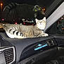 Hazel is registered to the contest to win money with this photo: cat, tabby_cat, reflection, dashboard, car_interior, night, flash, glowing_eyes, windshield, parking_lot, sticker, passenger_princess, collar, whiskers, tail, air_vent, rear_lights, glass, seat, urban_lighting