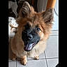 dog, puppy, happy, indoor, tile_floor, table_leg, brown_fur, black_mask, ears_up, pet, canine, looking_up, smiling, domestic_animal, floor, animal, friend, cute, playful, fur