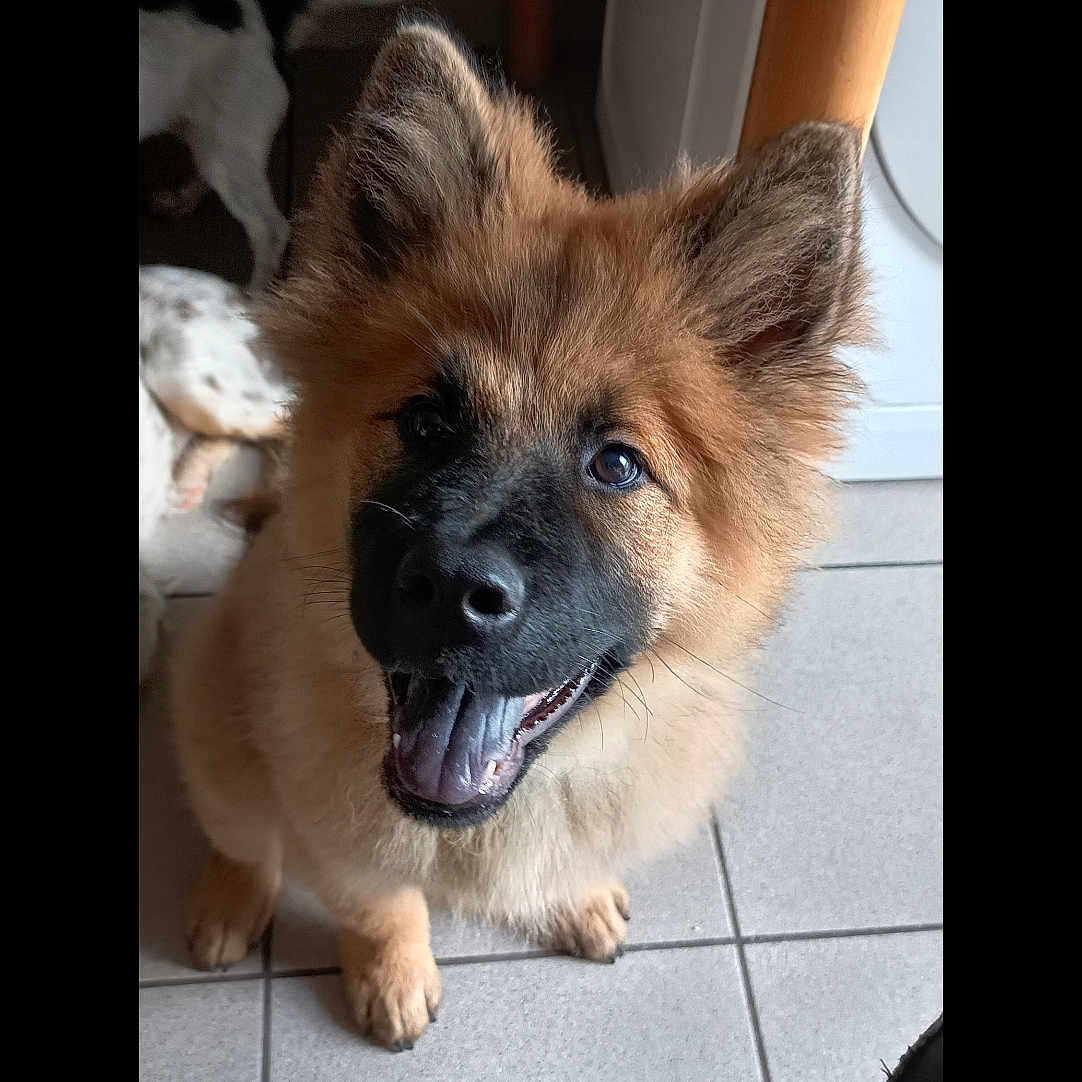 Naya participe au concours pour gagner de l'argent avec cette photo : dog, puppy, happy, indoor, tile_floor, table_leg, brown_fur, black_mask, ears_up, pet, canine, looking_up, smiling, domestic_animal, floor, animal, friend, cute, playful, fur