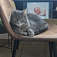 Mimi a rejoint le concours — aidez-le/la à gagner de superbes lots ! cat, gray_cat, chair, indoor, window, figurine, pug_figurine, photo_frame, baby_photo, floor_tiles, furniture, relaxed, pet, animal, domestic, resting, cozy, brown_chair, green_plant, natural_light