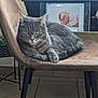 cat, gray_cat, chair, indoor, window, figurine, pug_figurine, photo_frame, baby_photo, floor_tiles, furniture, relaxed, pet, animal, domestic, resting, cozy, brown_chair, green_plant, natural_light