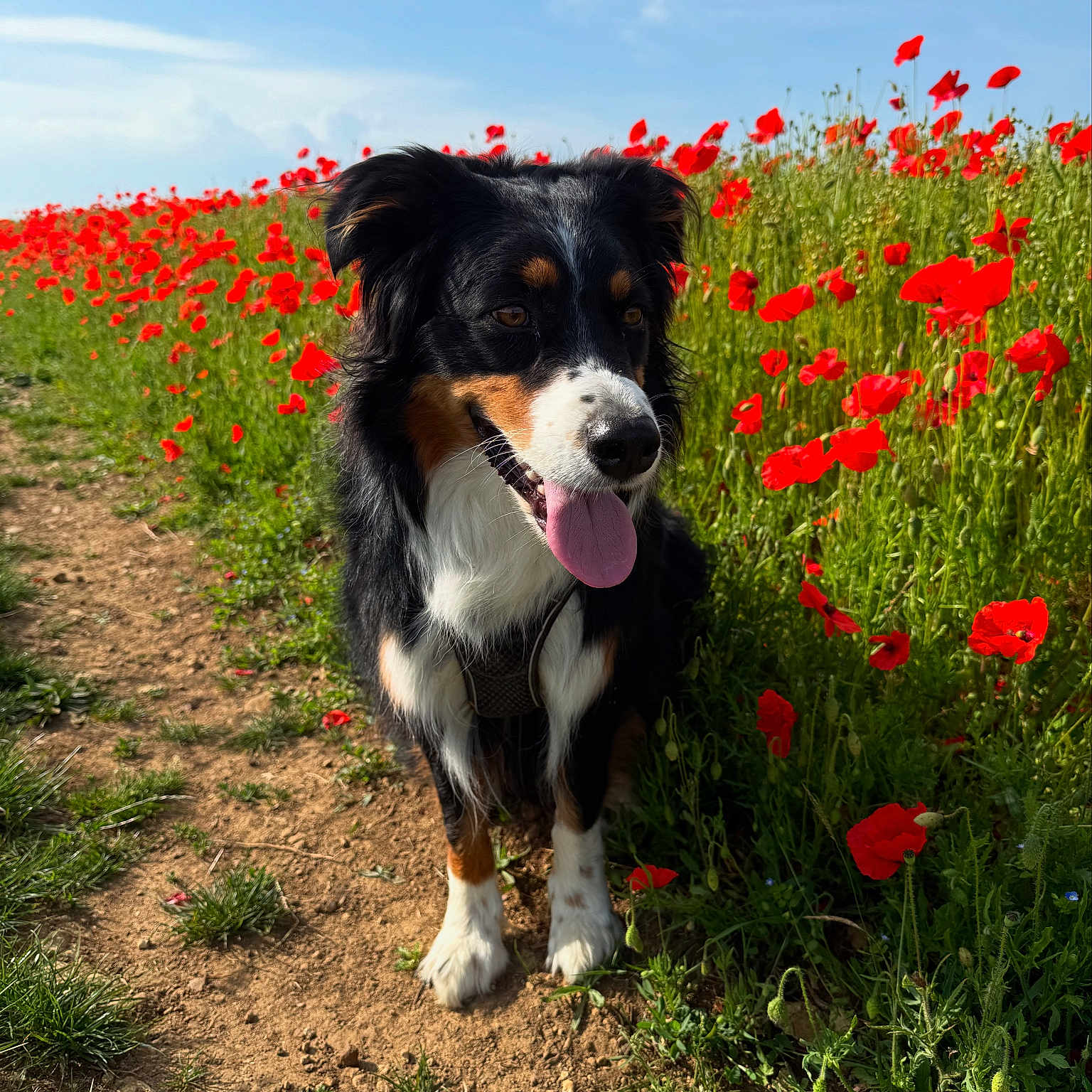 Twist a rejoint le concours — aidez-le/la à gagner de superbes lots ! animal, black, blue_sky, brown, canine, dog, flower_field, fur, grass, happy, nature, outdoor, path, pet, poppies, spring, summer, sunlight, tongue_out, white