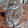 cat, tabby, long_hair, fluffy, pet, animal, green_eyes, whiskers, ears, striped_fur, sitting, indoors, bed, bedspread, bedroom, portrait, alert, cute, domestic_animal, photography