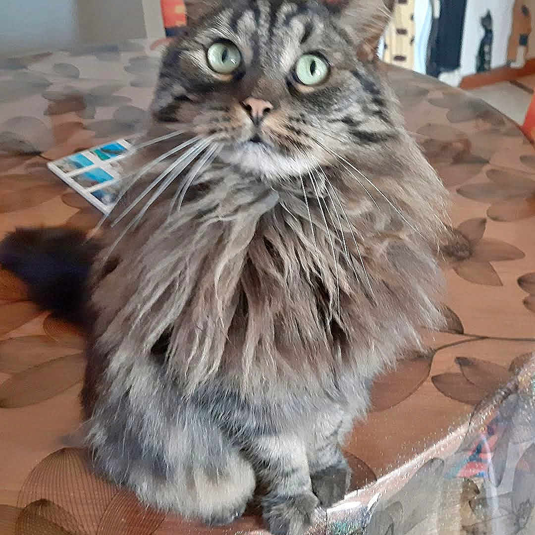 Scarface a rejoint le concours — aidez-le/la à gagner de superbes lots ! cat, tabby, long_hair, fluffy, pet, animal, green_eyes, whiskers, ears, striped_fur, sitting, indoors, bed, bedspread, bedroom, portrait, alert, cute, domestic_animal, photography