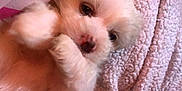 Brandi is registered to the contest to win money with this photo: adorable, blanket, close_up, cozy, cute, cute_pet, dog, fluffy, fur, indoor, lying_down, pet, pillow, pink_blanket, puppy, resting, sleepy, small_dog, soft_texture, white_dog