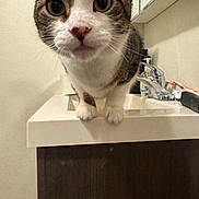 Handsome joined the competition — help win amazing prizes! cat, animal, pet, sink, bathroom, curious, whiskers, fur, closeup, domestic_cat, eyes, face, paws, indoor, cabinet, tap, mirror, countertop, white, brown