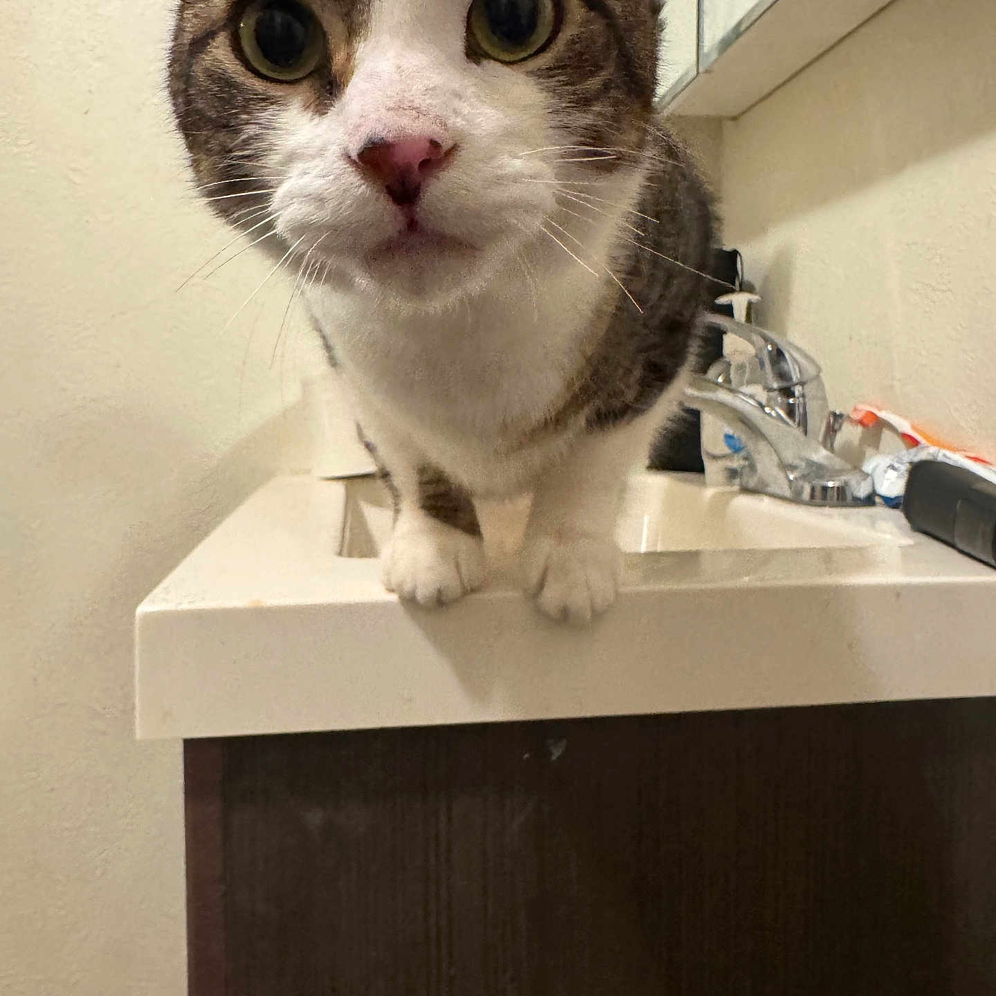 Handsome joined the competition — help win amazing prizes! cat, animal, pet, sink, bathroom, curious, whiskers, fur, closeup, domestic_cat, eyes, face, paws, indoor, cabinet, tap, mirror, countertop, white, brown