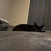 Luna Belle joined the competition — help win amazing prizes! cat, black_cat, bed, blanket, curtains, indoor, resting, sleepy, cozy, feline, pet, animal, quiet, relaxation, furniture, home, soft, dark, comfort, nap