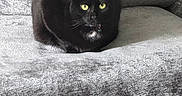 Luna Belle is registered to the contest to win money with this photo: cat, black_cat, pet, animal, feline, yellow_eyes, sitting, couch, furniture, gray, plush, indoor, cozy, texture, fur, whiskers, collar, resting, domestic_animal, closeup