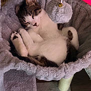 Sushi a rejoint le concours — aidez-le/la à gagner de superbes lots ! cat, kitten, sleeping, relaxed, cute, animal, pet, tabby, white_fur, gray_fur, belly_up, paws, whiskers, closed_eyes, cat_bed, plush, fuzzy, toy, indoor, cozy