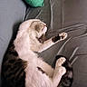 Sushi a rejoint le concours — aidez-le/la à gagner de superbes lots ! cat, sleeping, lounging, stretching, paw, whiskers, fur, black_and_white, tabby, pet, animal, couch, sofa, cushion, indoors, relaxed, cute, funny_pose, resting, portrait