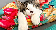 Sushi a rejoint le concours — aidez-le/la à gagner de superbes lots ! cat, kitten, sleepy, relaxed, portrait, animal, pet, white_fur, tabby, whiskers, ears, paws, couch, cushion, blanket, colorful, floral, indoor, cozy, close_up