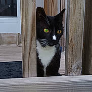 Bb joined the competition — help win amazing prizes! cat, tuxedo_cat, black_and_white, animal, pet, feline, green_eyes, yellow_eyes, whiskers, pointed_ears, white_chest, curious, looking_at_camera, portrait, outdoor, deck, wooden_railing, house, door, backyard