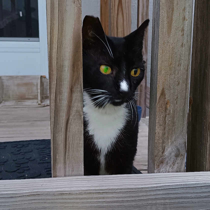 Bb