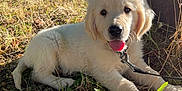 Sharko a rejoint le concours — aidez-le/la à gagner de superbes lots ! puppy, dog, golden_retriever, grass, trees, sunlight, outdoor, nature, pet, animal, leaf, shade, playful, young, cute, tongue_out, collar, leash, summer, relaxed