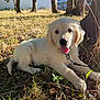 puppy, dog, golden_retriever, grass, trees, sunlight, outdoor, nature, pet, animal, leaf, shade, playful, young, cute, tongue_out, collar, leash, summer, relaxed