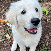 Sharko a rejoint le concours — aidez-le/la à gagner de superbes lots ! puppy, dog, white_fur, cute, outdoor, grass, leaves, young_dog, animal, pet, happy, sitting, nature, playful, fur, mammal, canine, closeup, adorable, smiling