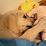 puppy, dog, plush_toy, yellow_chick, pink_pig, blue_blanket, cozy, indoor, sleepy, cute, pet, snuggling, fur, animal, soft, comfort, resting, friendship, closeup, wall