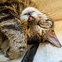 Ziggy participe au concours pour gagner de l'argent avec cette photo : cat, tabby, sleeping, close_up, whiskers, nose, fur, cozy, resting, pet, animal, soft, fluffy, relaxation, cute, indoor, paw, ear, peaceful, nap