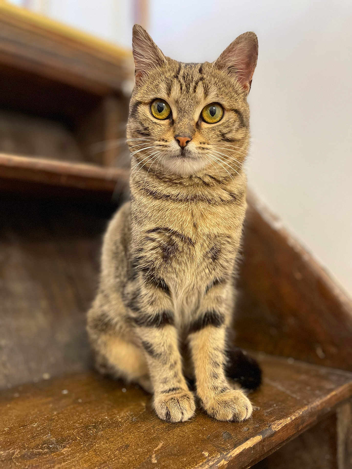 Ziggy participe au concours pour gagner de l'argent avec cette photo : cat, tabby, animal, pet, fur, whiskers, ears, eyes, sitting, wood, wooden_surface, indoor, closeup, portrait, cute, feline, mammal, domestic_animal, looking, curious