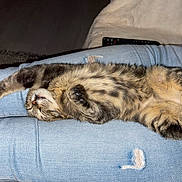Ziggy participe au concours pour gagner de l'argent avec cette photo : cat, kitten, sleeping, tabby, fur, paws, jeans, clothing, relaxed, indoor, nap, cute, pet, animal, striped, stretching, soft, cozy, resting, lying_down