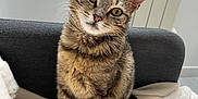 Ziggy participe au concours pour gagner de l'argent avec cette photo : cat, tabby, pet, animal, indoor, blanket, couch, fur, whiskers, ears, tail, sitting, cute, domestic, cozy, household, feline, portrait, curious, relaxed