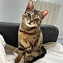 animal, blanket, cat, couch, cozy, curious, cute, domestic, ears, feline, fur, household, indoor, pet, portrait, relaxed, sitting, tabby, tail, whiskers