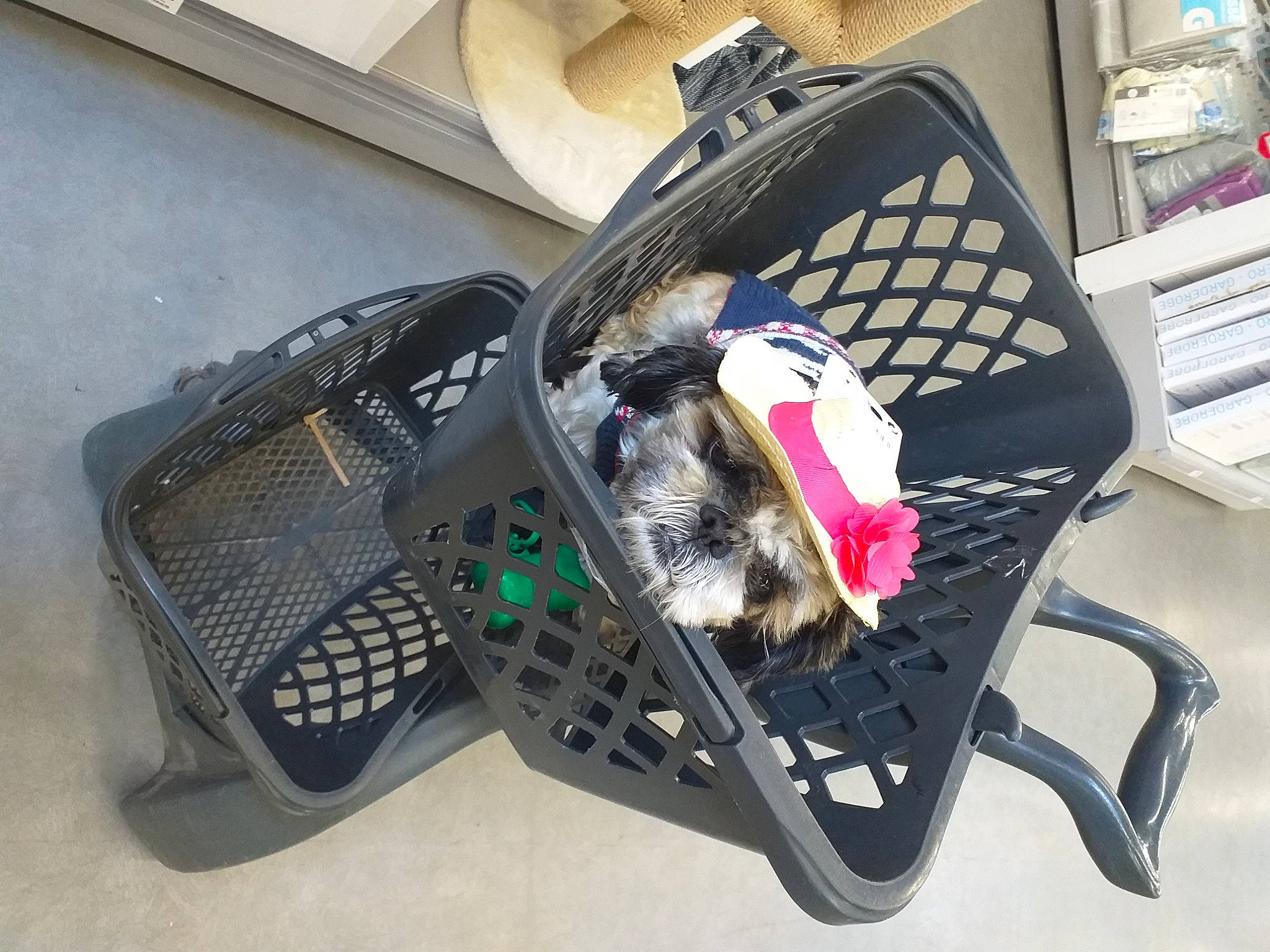 Belo a rejoint le concours — aidez-le/la à gagner de superbes lots ! auto_part, automotive_design, backpack, bag, baggage, carnivore, chair, comfort, companion_dog, dog_crate, dog_supply, fashion_accessory, felidae, handbag, luggage_and_bags, motor_vehicle, pattern, personal_protective_equipment, pet_supply, small_to_medium_sized_cats