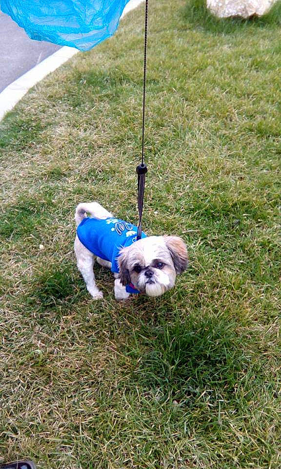 Belo a rejoint le concours — aidez-le/la à gagner de superbes lots ! canidae, carnivore, companion_dog, dog, dog_breed, french_bulldog, grass, leash, lhasa_apso, non_sporting_group, pug, puppy, shih_tzu, sporting_group, toy_dog