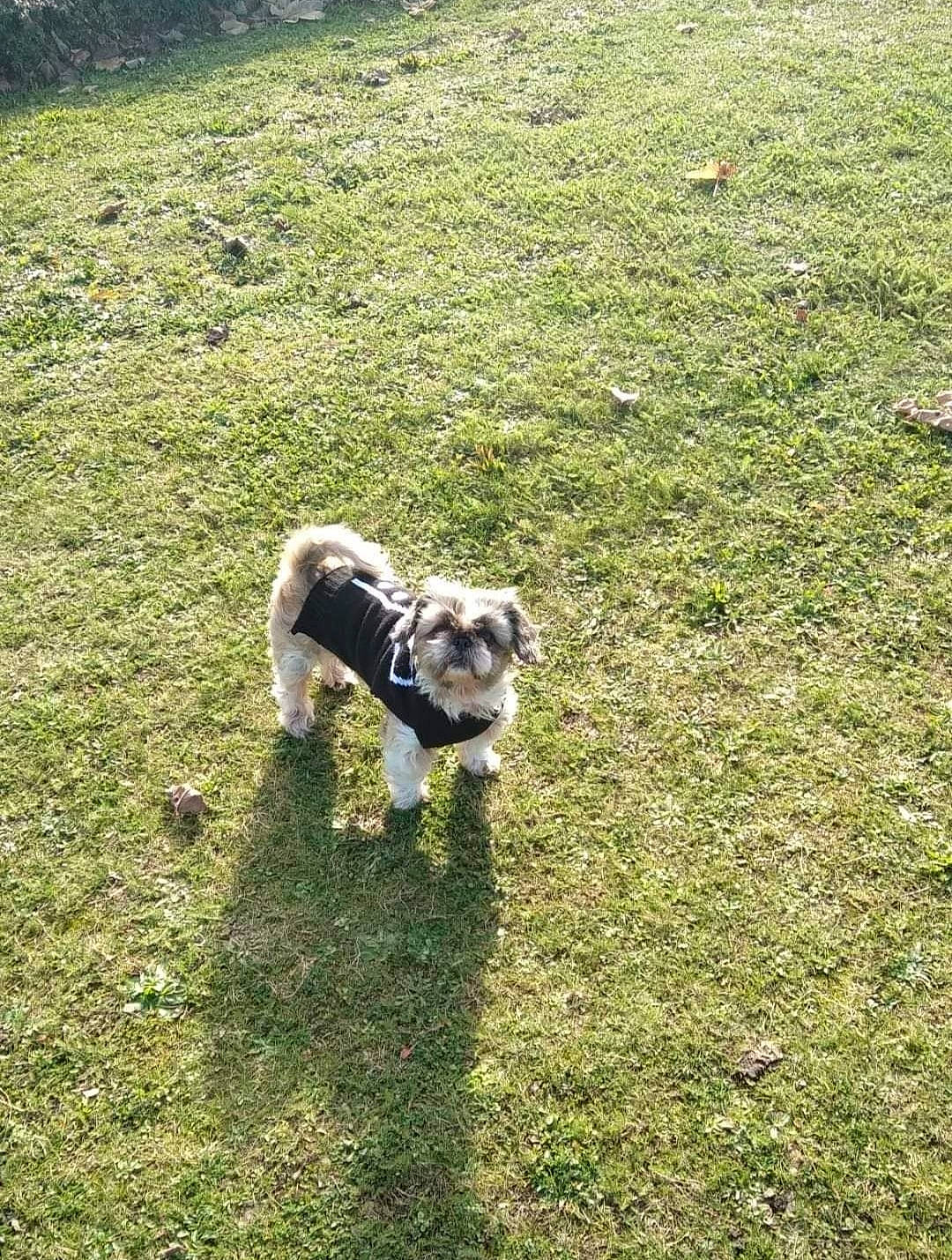 Belo a rejoint le concours — aidez-le/la à gagner de superbes lots ! canidae, carnivore, companion_dog, dog, dog_breed, fawn, grass, grass_family, grassland, groundcover, lawn, leash, meadow, plant, soil, sporting_group, tail, terrier, toy_dog, working_animal