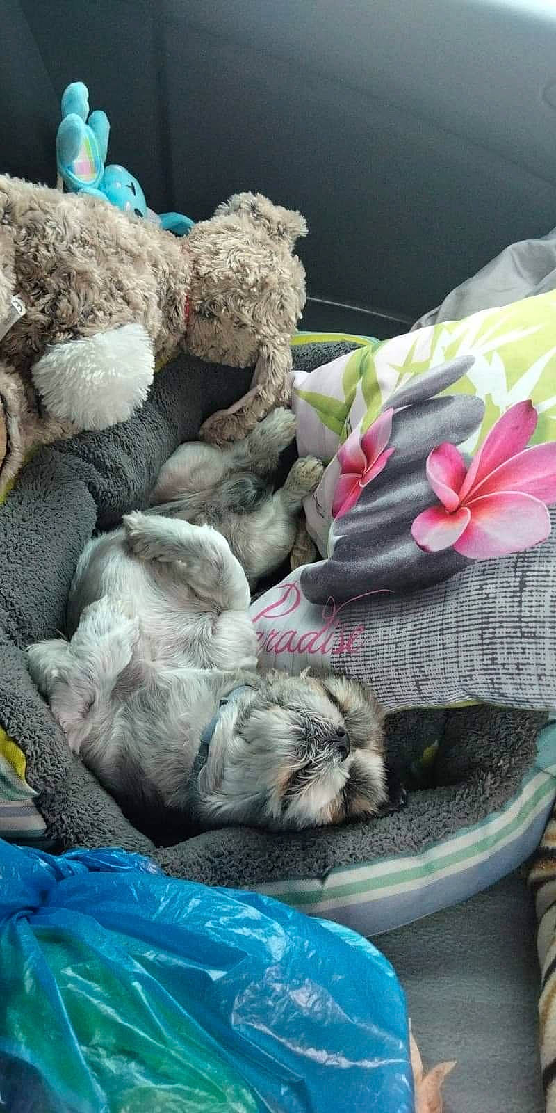 Belo participe au concours pour gagner de l'argent avec cette photo : artificial_flower, blue, carmine, cut_flowers, floral_design, flower, flower_arranging, flowering_plant, flowerpot, fur, houseplant, mammal, petal, plant, textile, thread, toy, vertebrate, wool, woolen