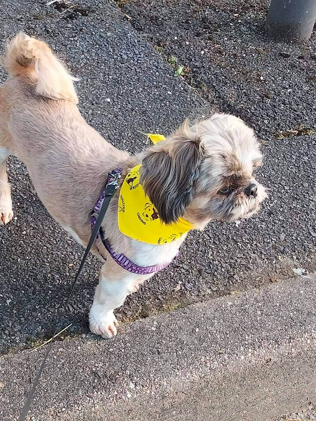 Belo participe au concours pour gagner de l'argent avec cette photo : asphalt, carnivore, collar, companion_dog, dog, dog_breed, dog_clothes, dog_collar, dog_supply, fawn, grass, leash, pet_supply, road_surface, small_terrier, snout, tail, terrier, toy_dog, working_animal