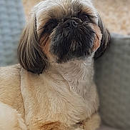 Joy participe au concours pour gagner de l'argent avec cette photo : dog, shih_tzu, pet, close_up, portrait, fur, cute, fluffy, small_dog, nose, eyes, whiskers, groomed, indoors, couch, pillow, relaxed, companion, sitting, animal