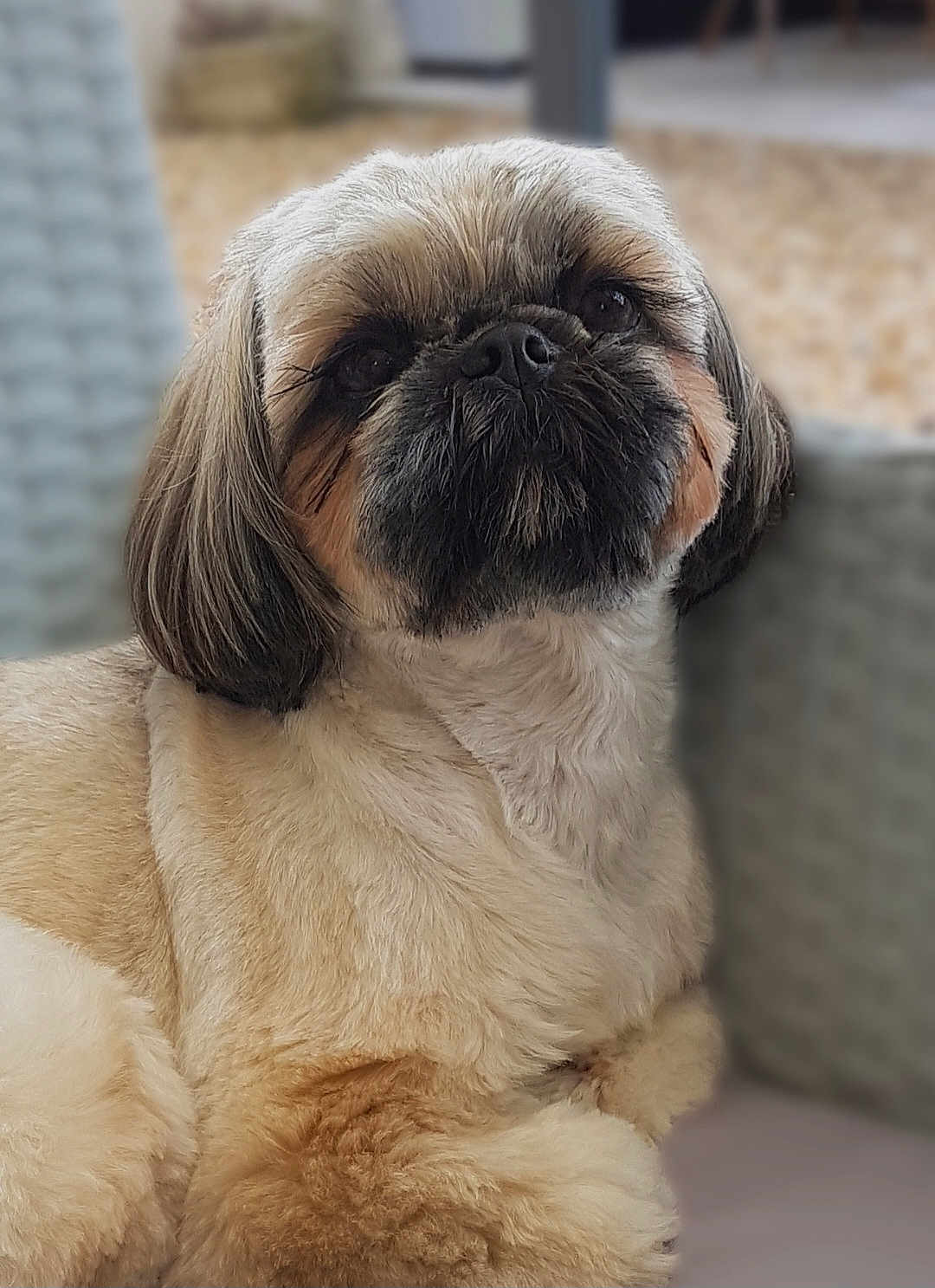 Joy participe au concours pour gagner de l'argent avec cette photo : dog, shih_tzu, pet, close_up, portrait, fur, cute, fluffy, small_dog, nose, eyes, whiskers, groomed, indoors, couch, pillow, relaxed, companion, sitting, animal